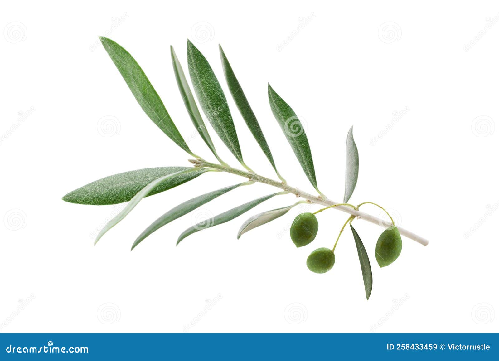 Fresh Olive Branch Leaves and Olive Fruit Isolated on White Background