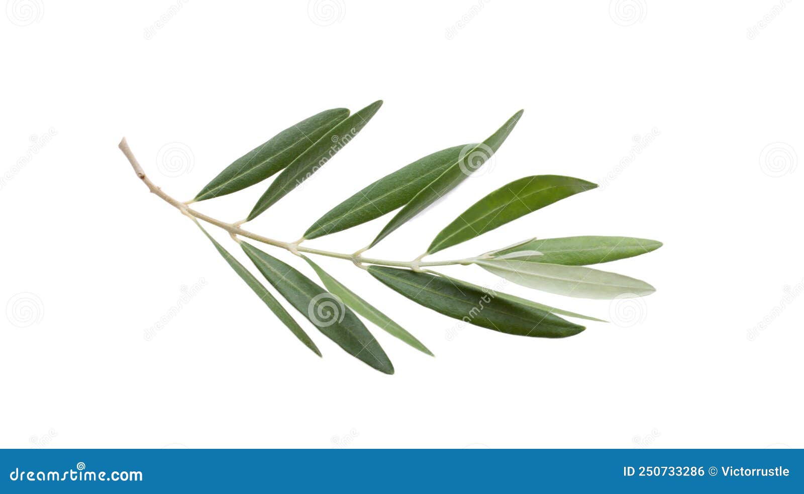Fresh Olive Branch Leaves Isolated on White Background Stock Photo