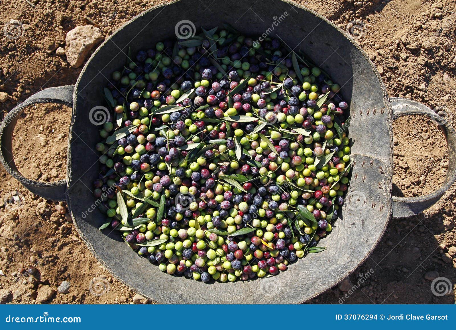 Fresh olive fruits stock photo. Image of healthy, food 37076294