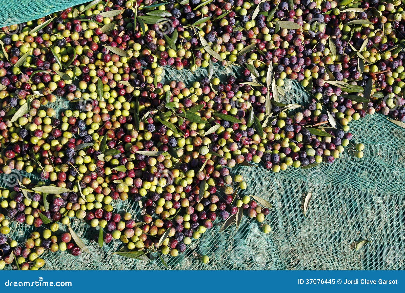 Fresh olive fruits stock image. Image of plantation, detail 37076445