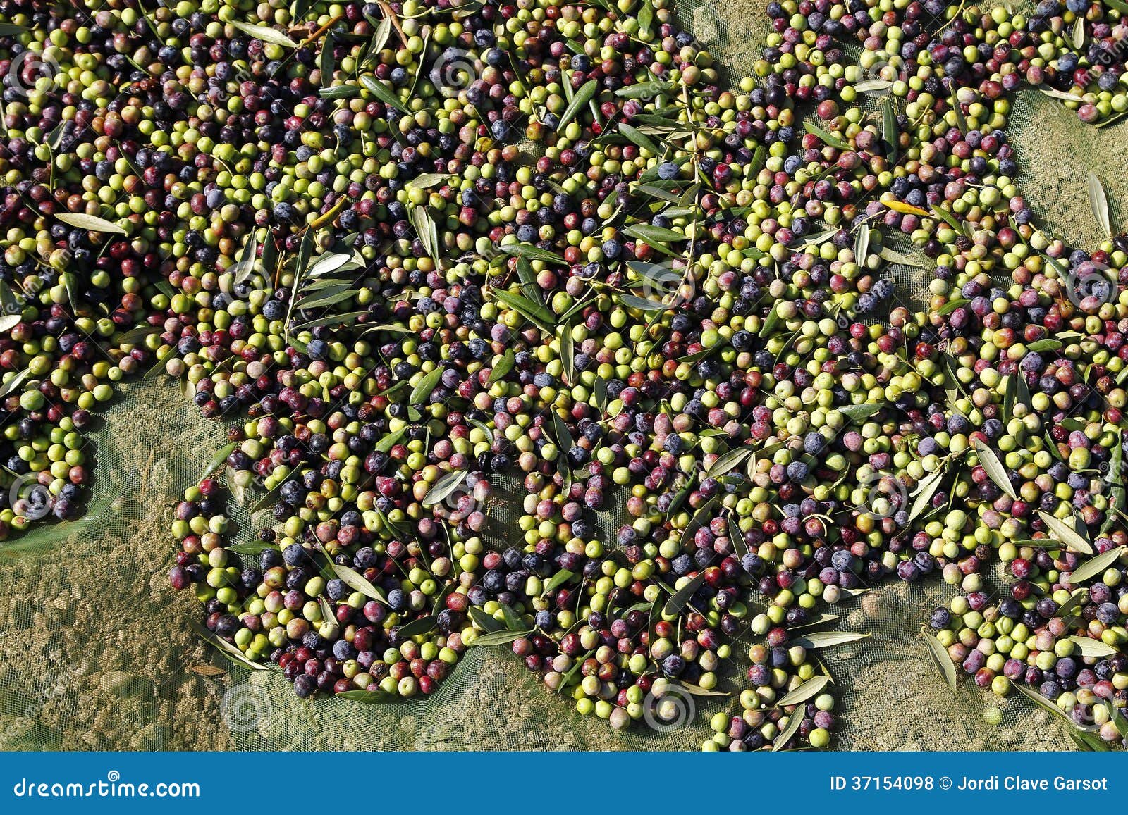 Fresh olive fruits stock photo. Image of fruit, olives 37154098