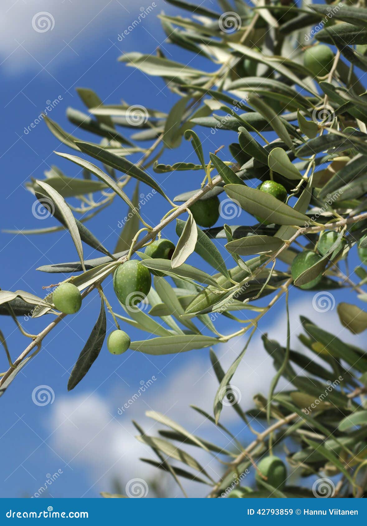 Fresh olive tree branch stock image. Image of fresh, mediterranean