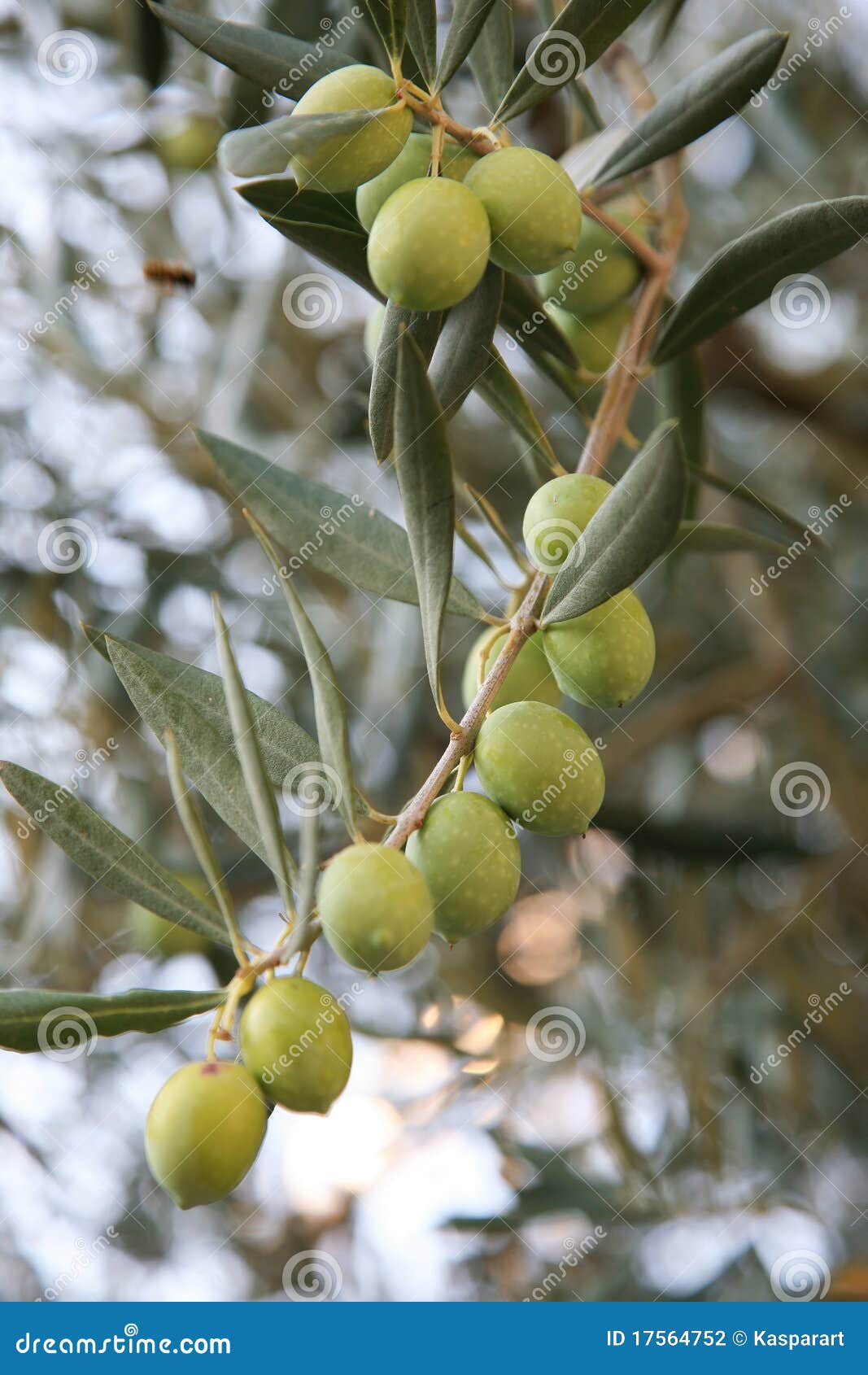Fresh olives stock photo. Image of plant, olive, grow 17564752