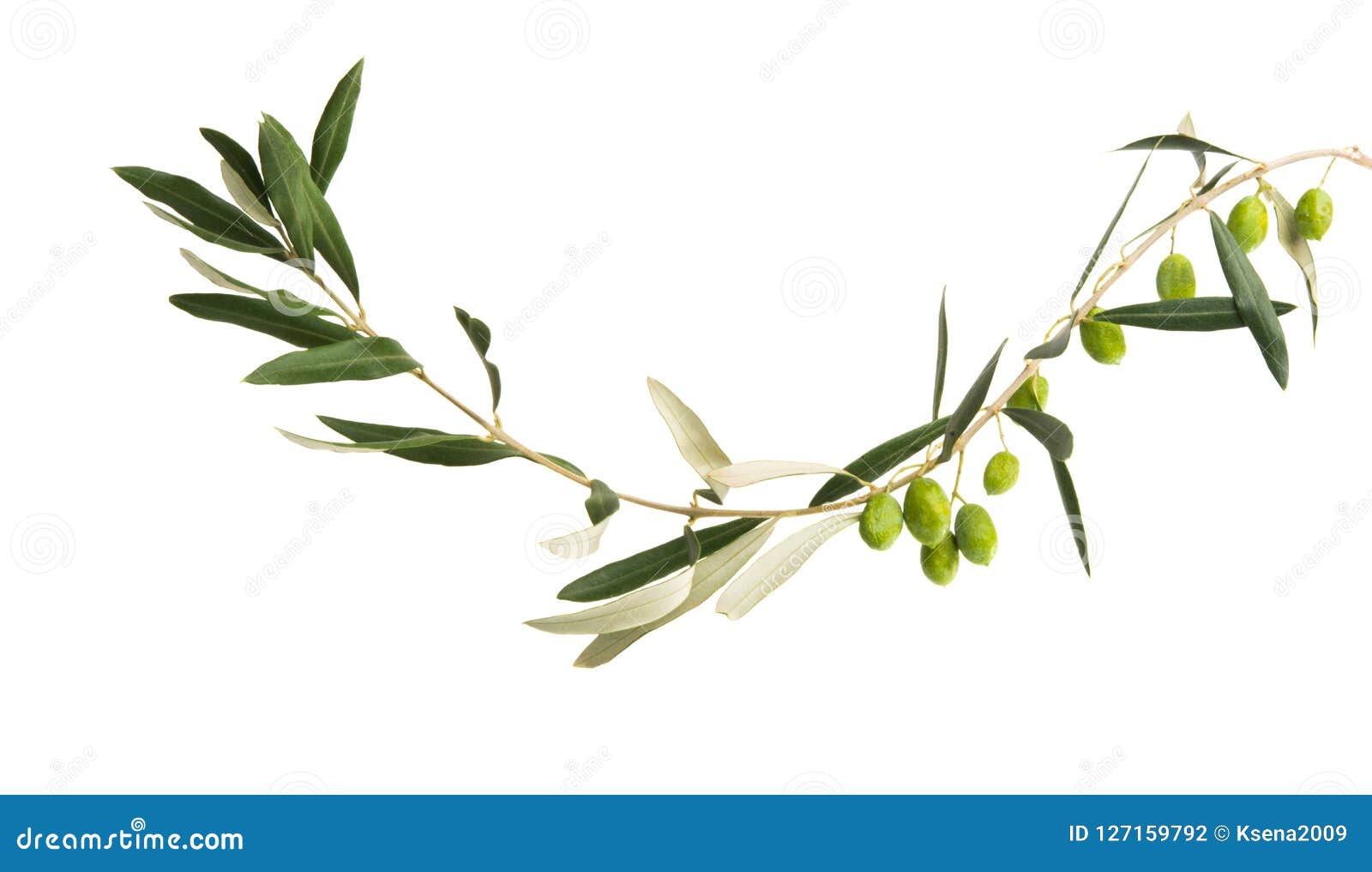 Fresh Olives with Leaves Isolated Stock Photo Image of food, branch
