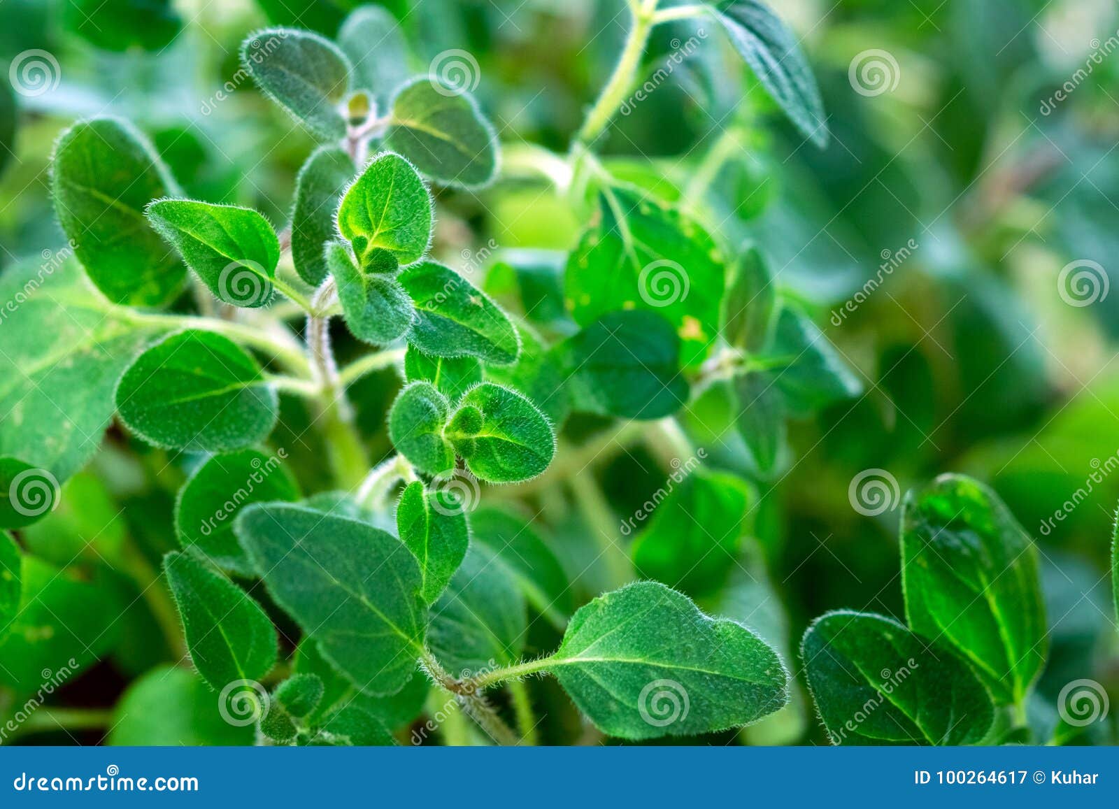 Fresh oregano herb stock image. Image of wood, twig 100264617