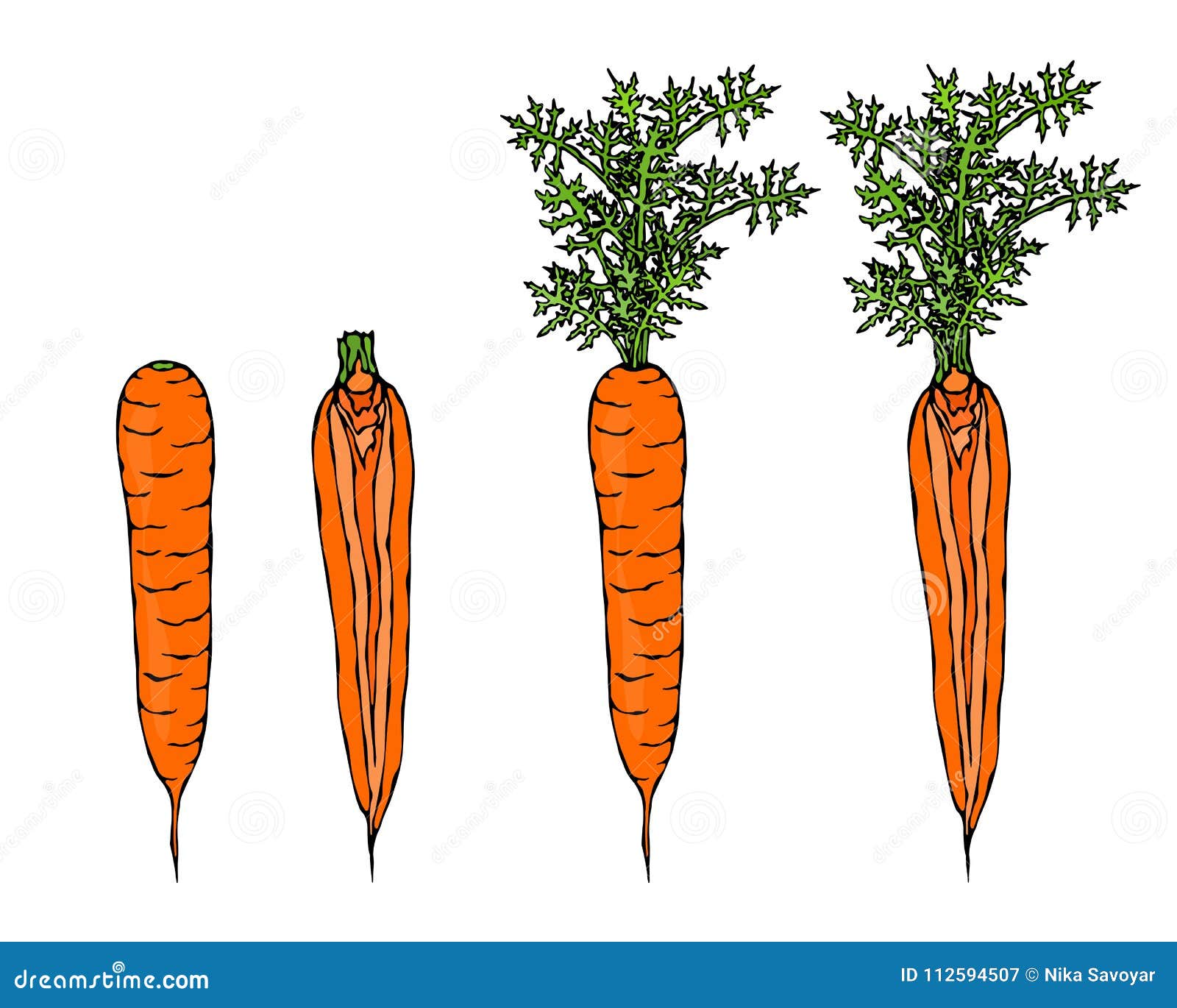 Fresh Orange Carrots with Leaves. Ripe Vegetables. Carrots with Tops ...