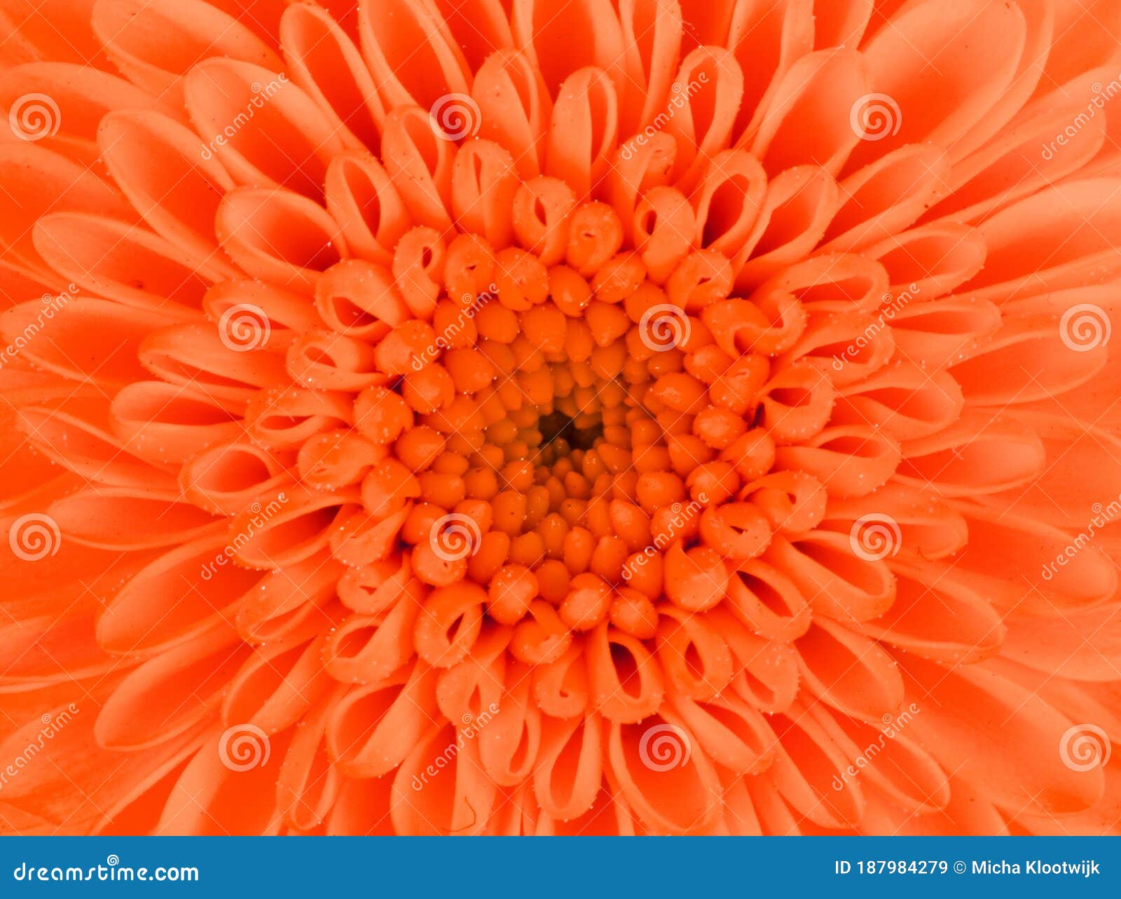 Fresh Orange Flower on a White Background Stock Image Image of
