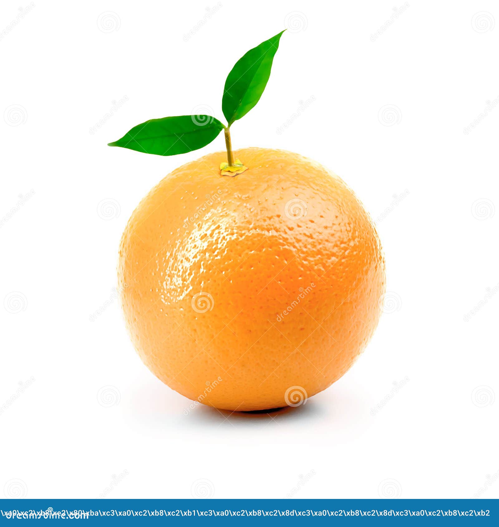 Fresh Orange Isolated On White Background Stock Photo Image Of Core