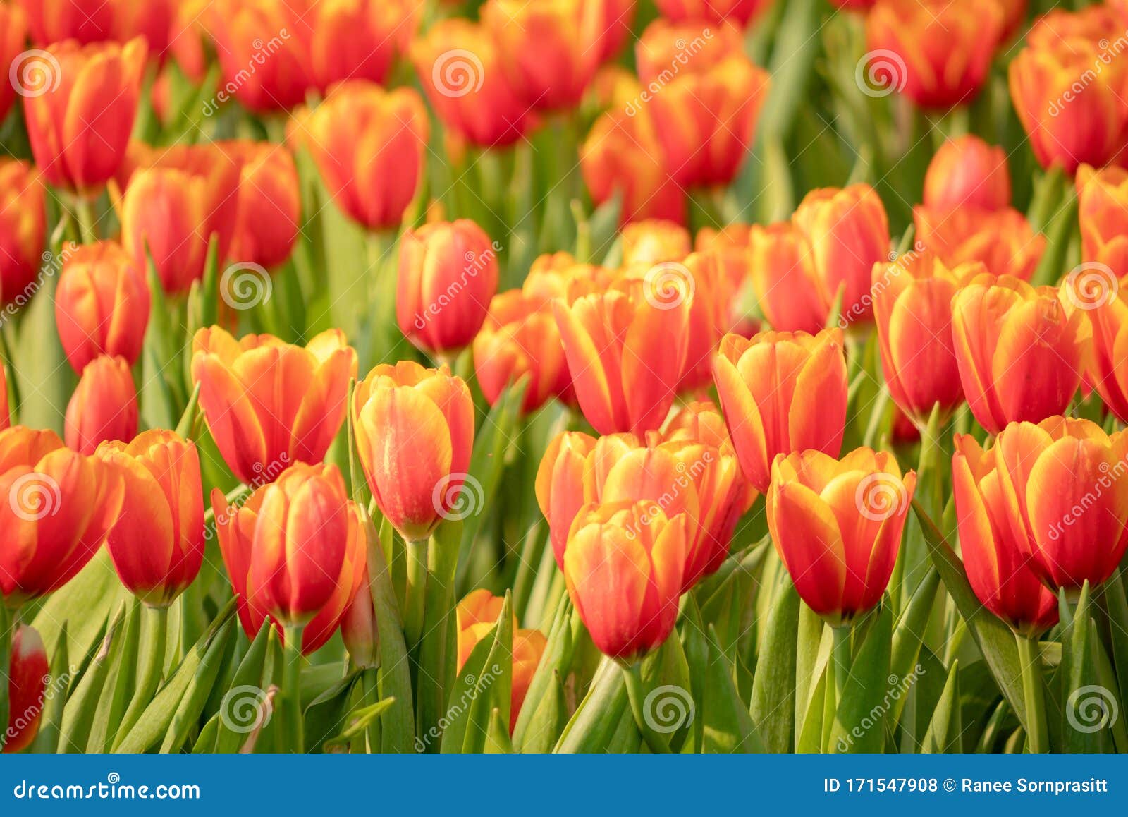 Fresh Orange Tulips and Green Leaves in the Garden Stock Photo - Image ...