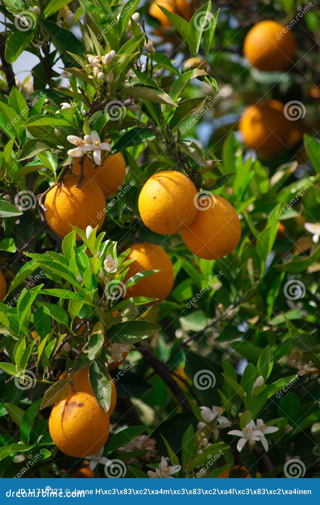Fresh oranges stock image. Image of juicy, juice, growing 11710227