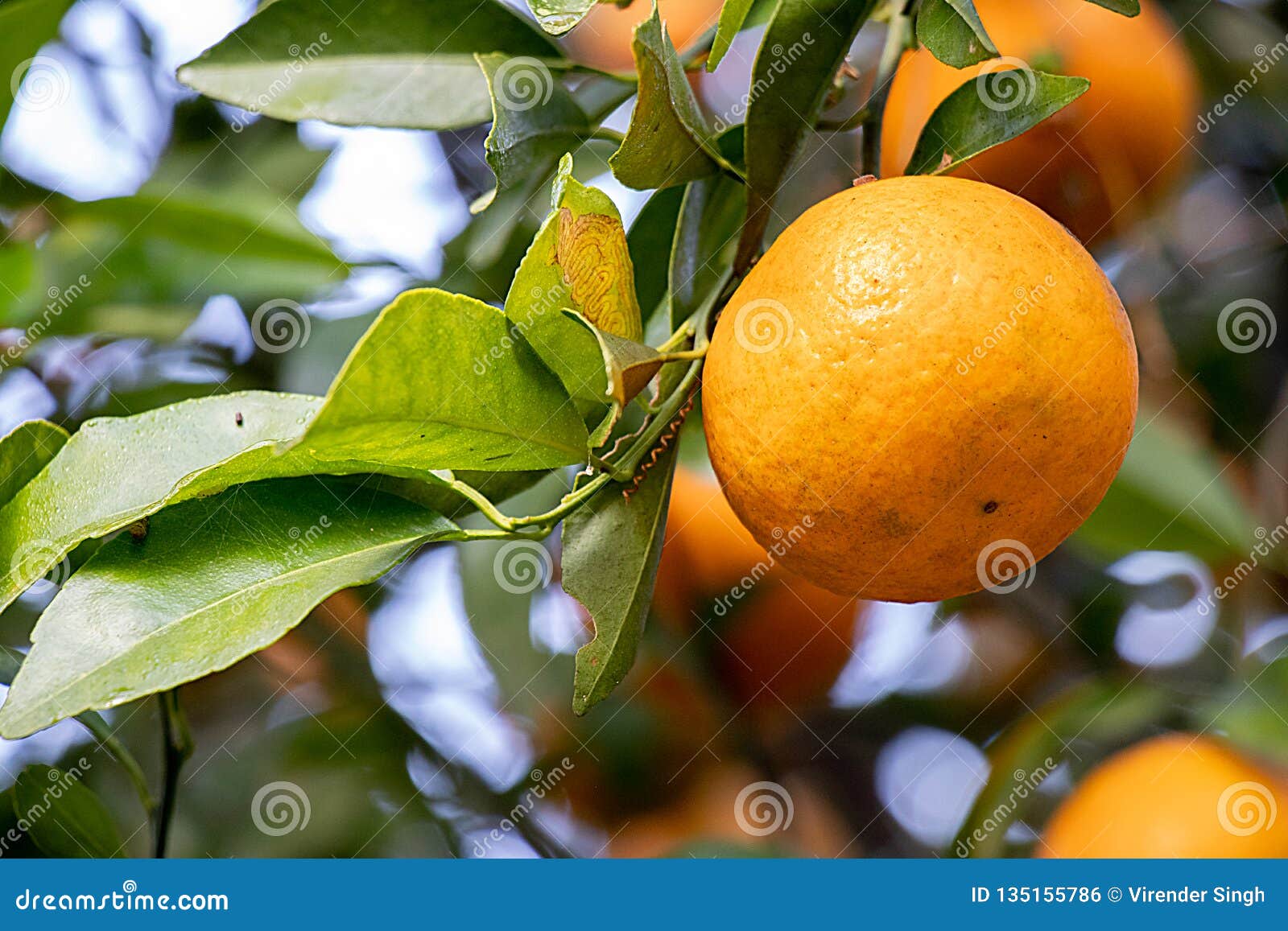 Fresh Oranges on Tree, with Leaves and Branches Stock Photo Image of