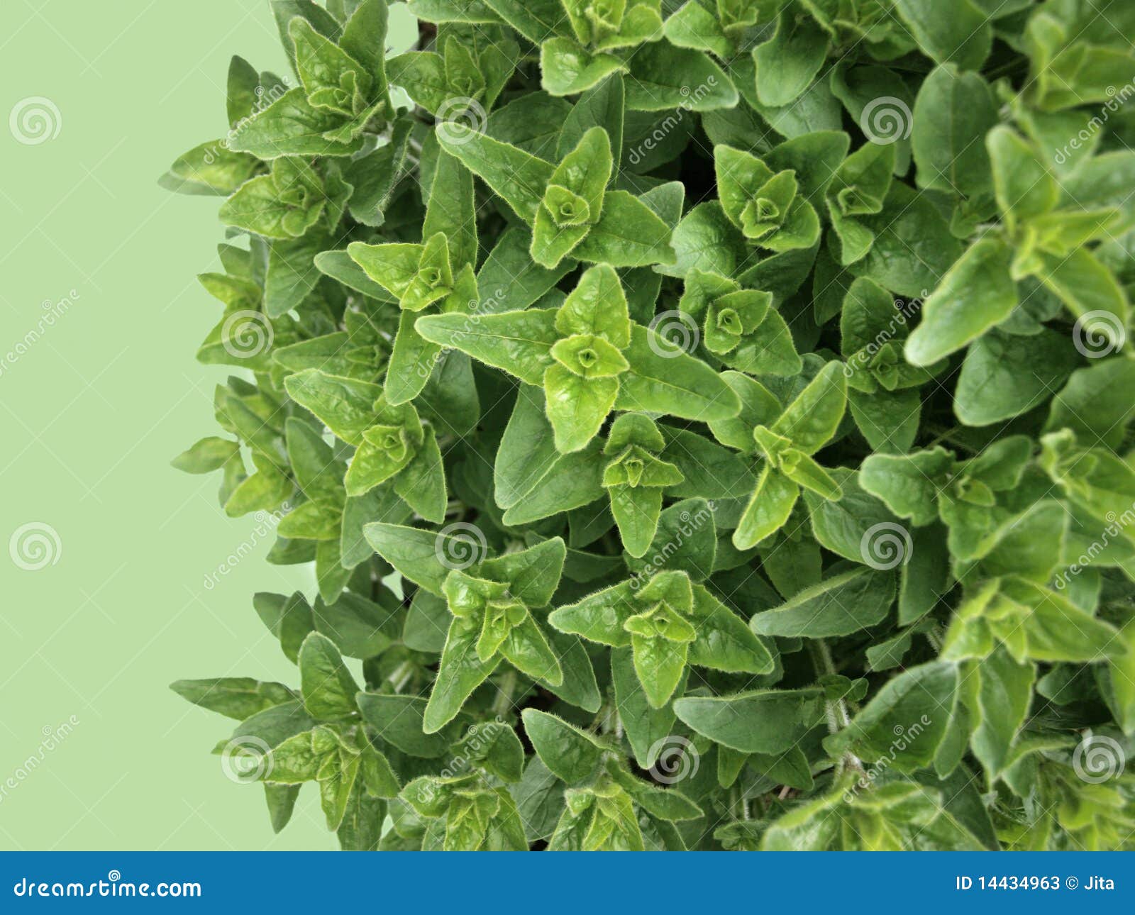 Fresh oregano stock image. Image of herbal, leaf, object 14434963