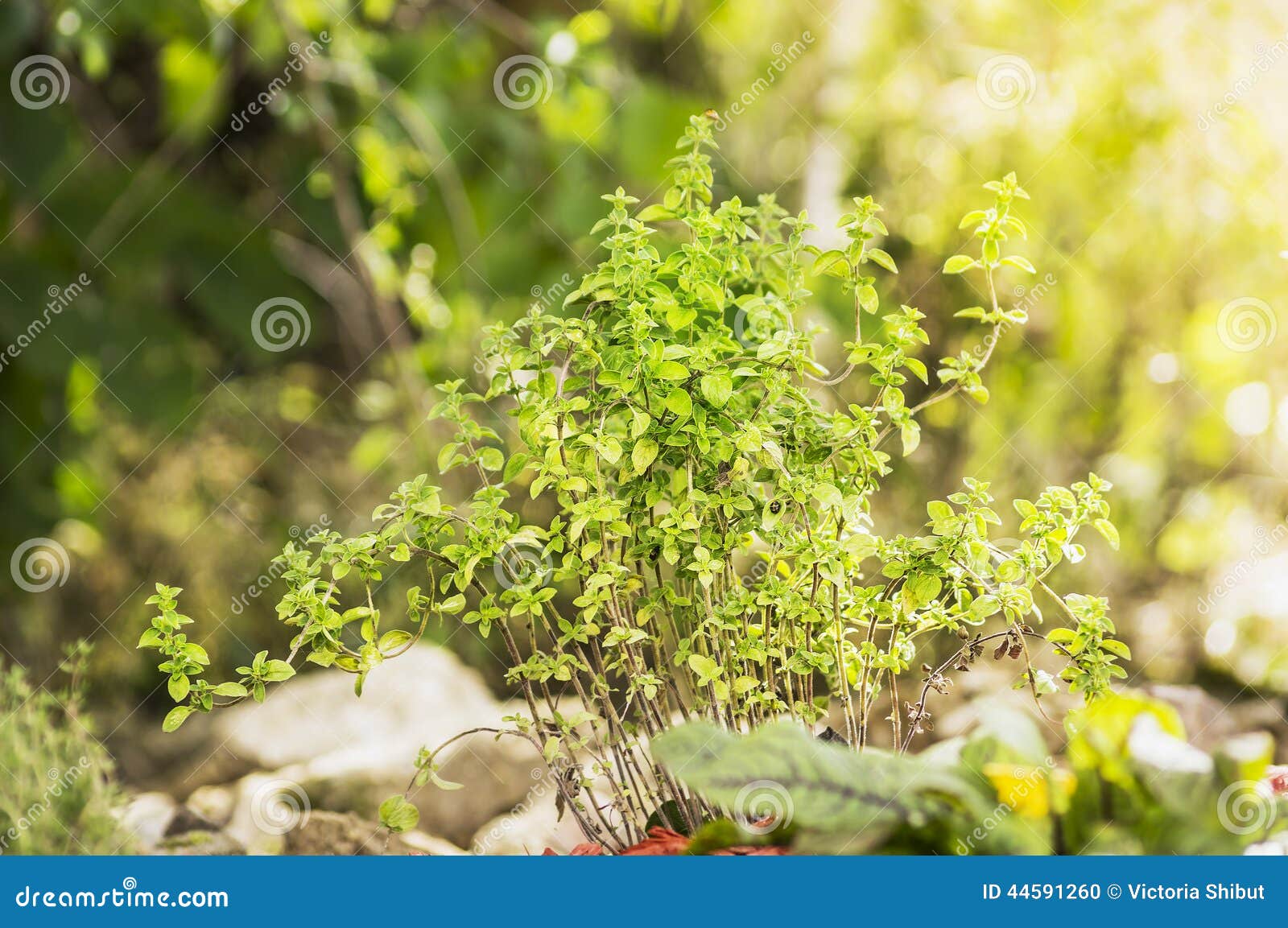 Fresh Oregano on Bed in Garden Stock Photo Image of healthy, food 44591260