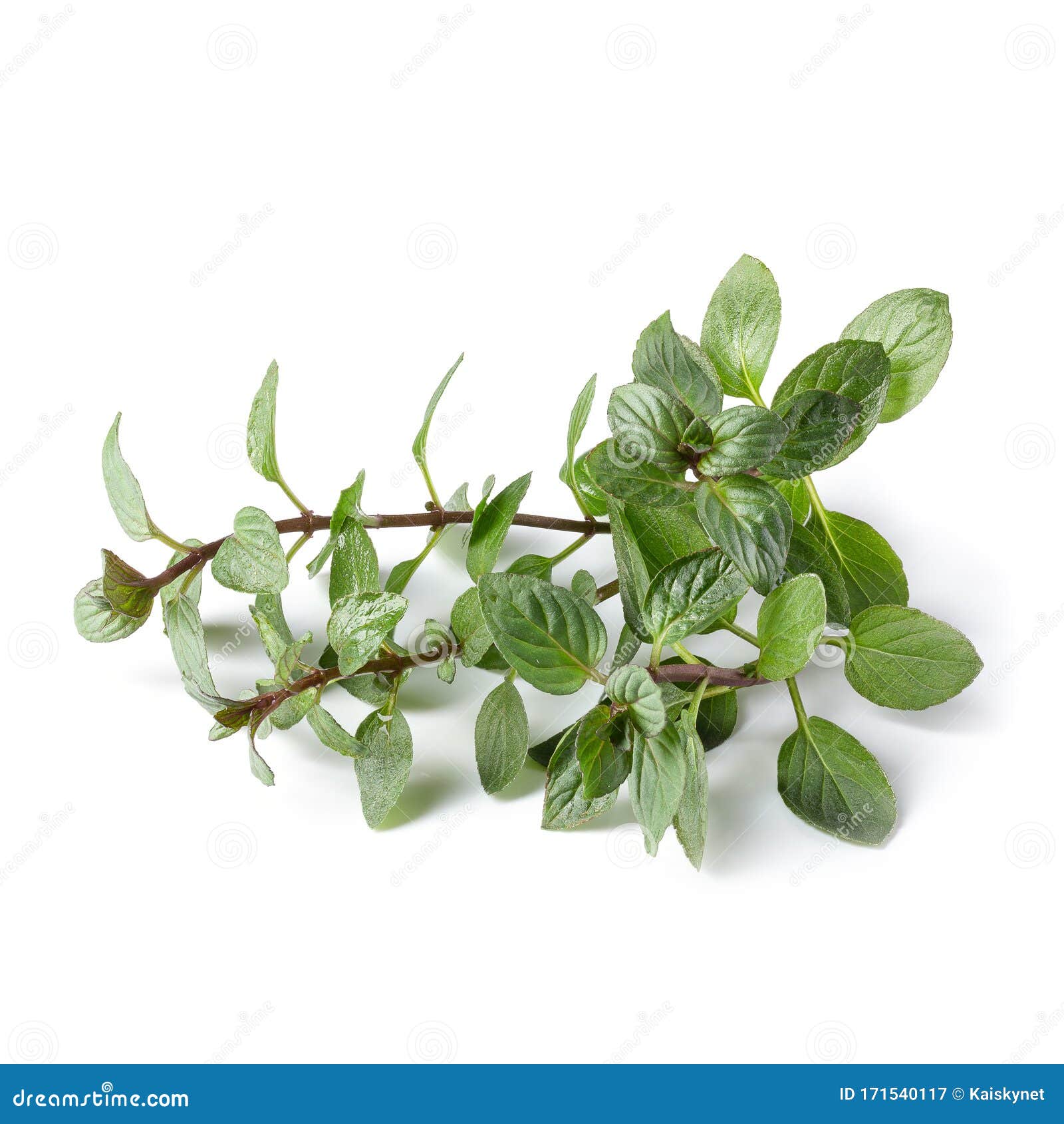 Fresh Oregano Herb Isolated on White Background Stock Image Image of