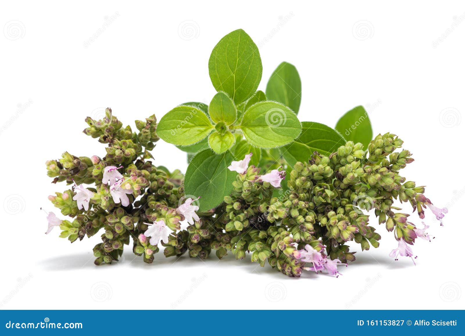Fresh oregano stock image. Image of herbs, provence 161153827
