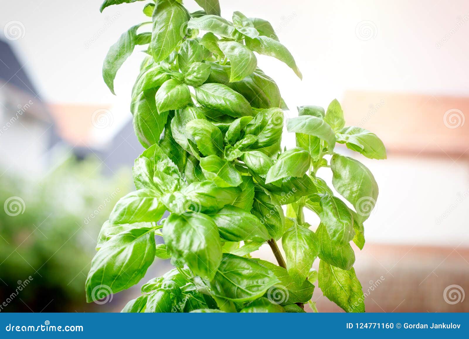 Fresh Organic Basil in Pot Closeup Stock Photo Image of basil, eating