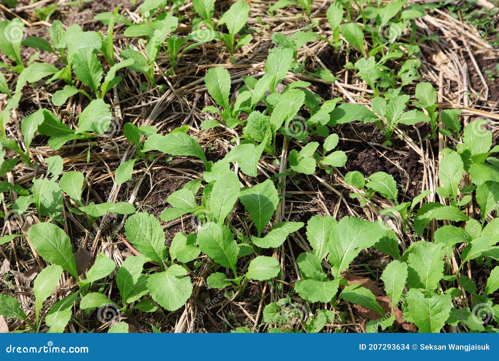 Fresh Organic Cantonese Vegetable in Garden Stock Photo Image of
