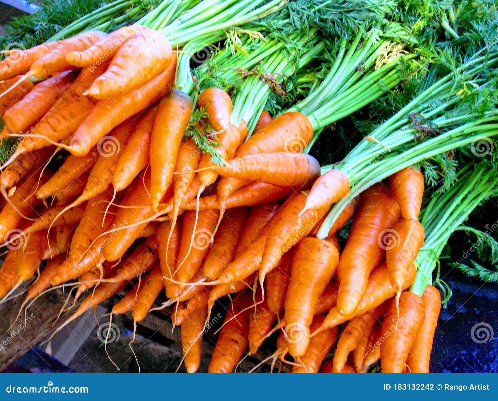Fresh Organic Carrots at Munnar Hills Kerala Stock Photo Image of
