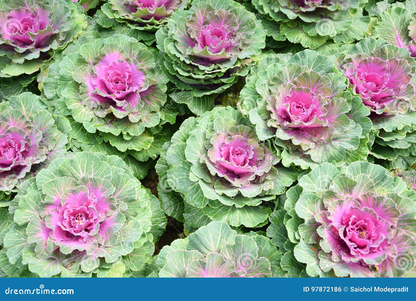 Fresh Organic Collard Greens, Cabbage Garden Stock Photo Image of leaf, fresh 97872186