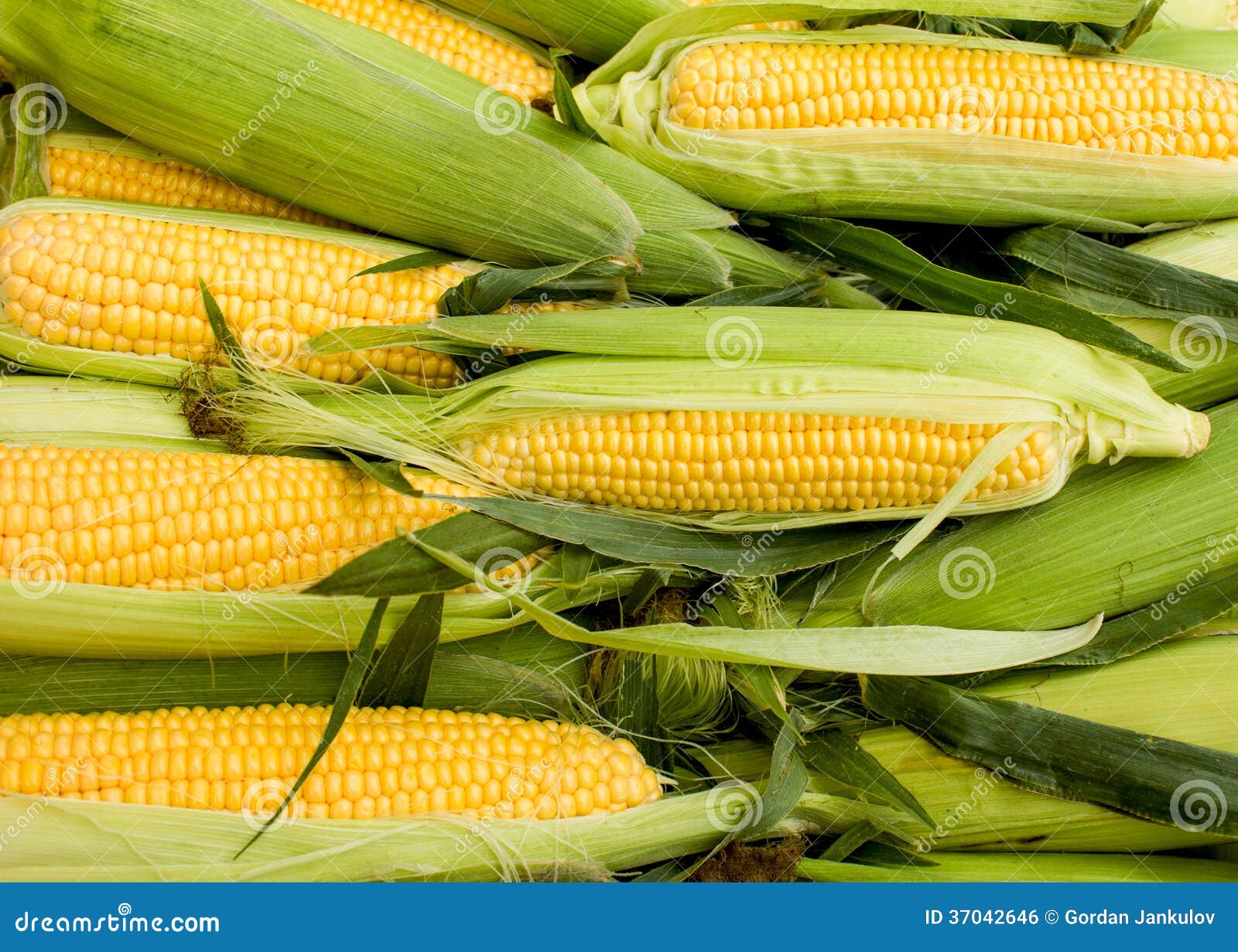 Fresh organic corn on cob stock photo. Image of appetizing 37042646