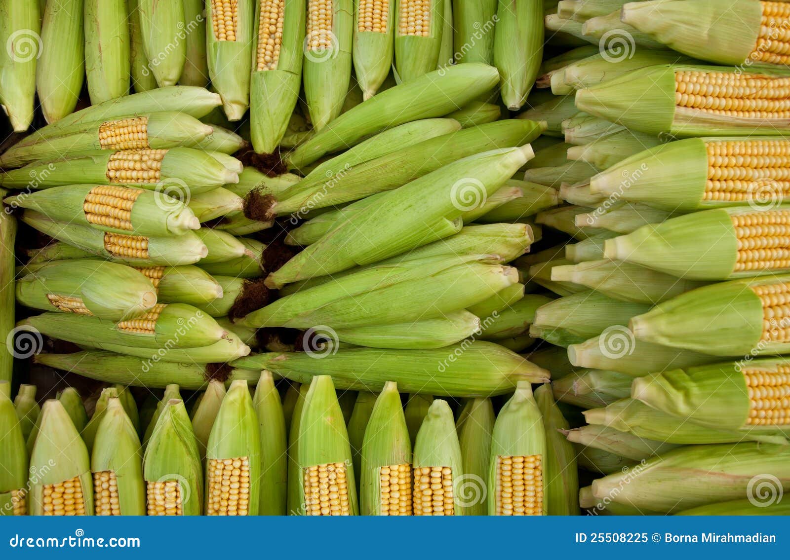 Fresh Organic Corns stock image. Image of nutritious 25508225