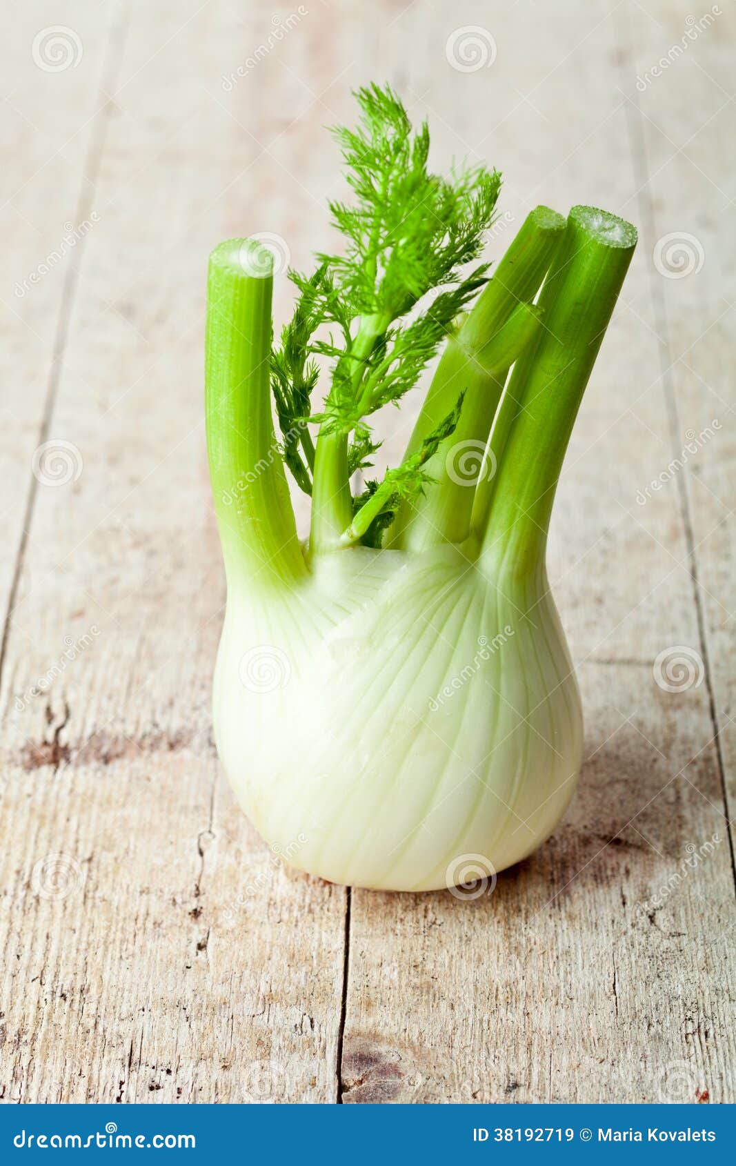 Fresh organic fennel stock image. Image of antioxidant 38192719