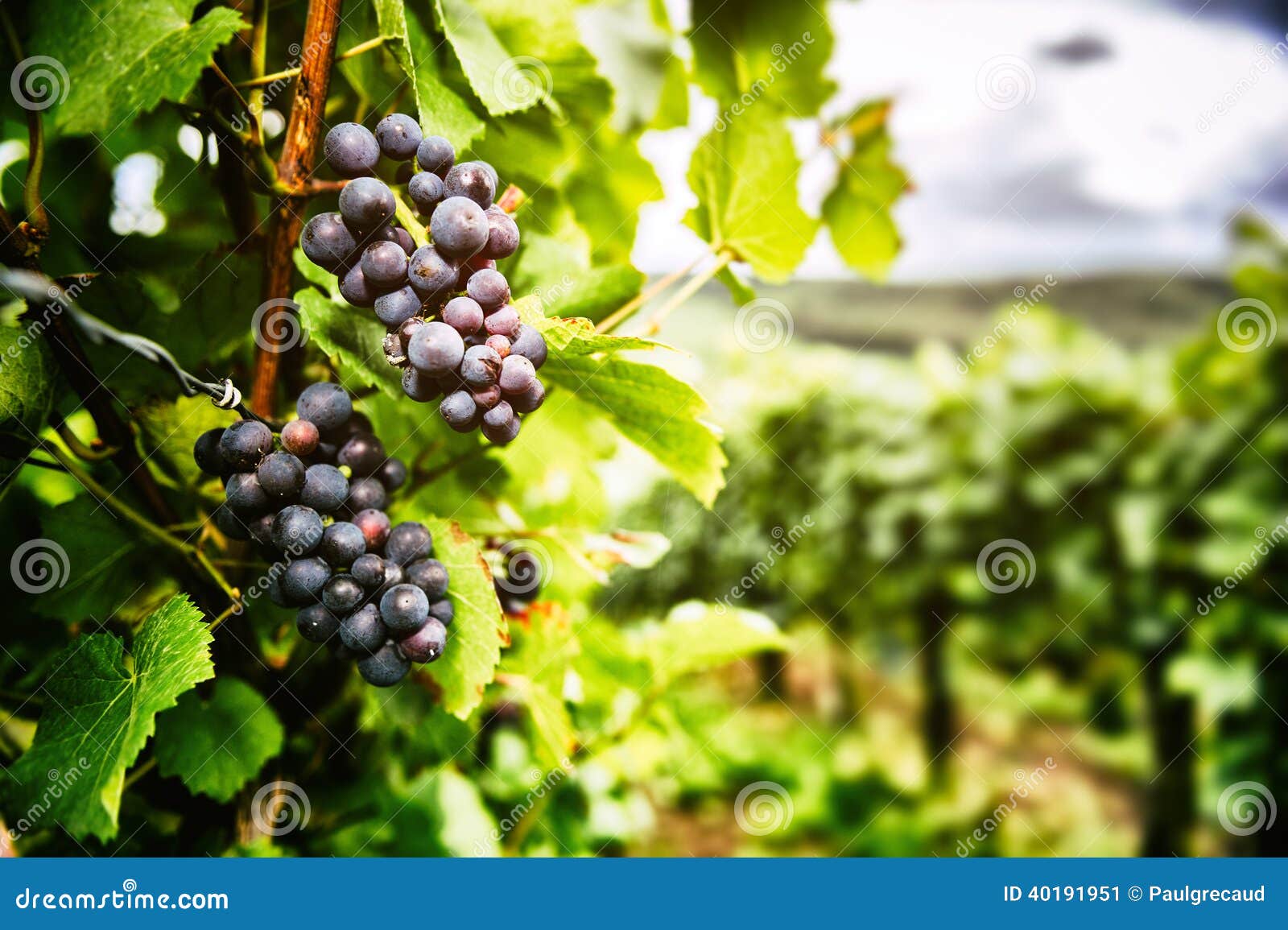 fresh organic grape on vine branch