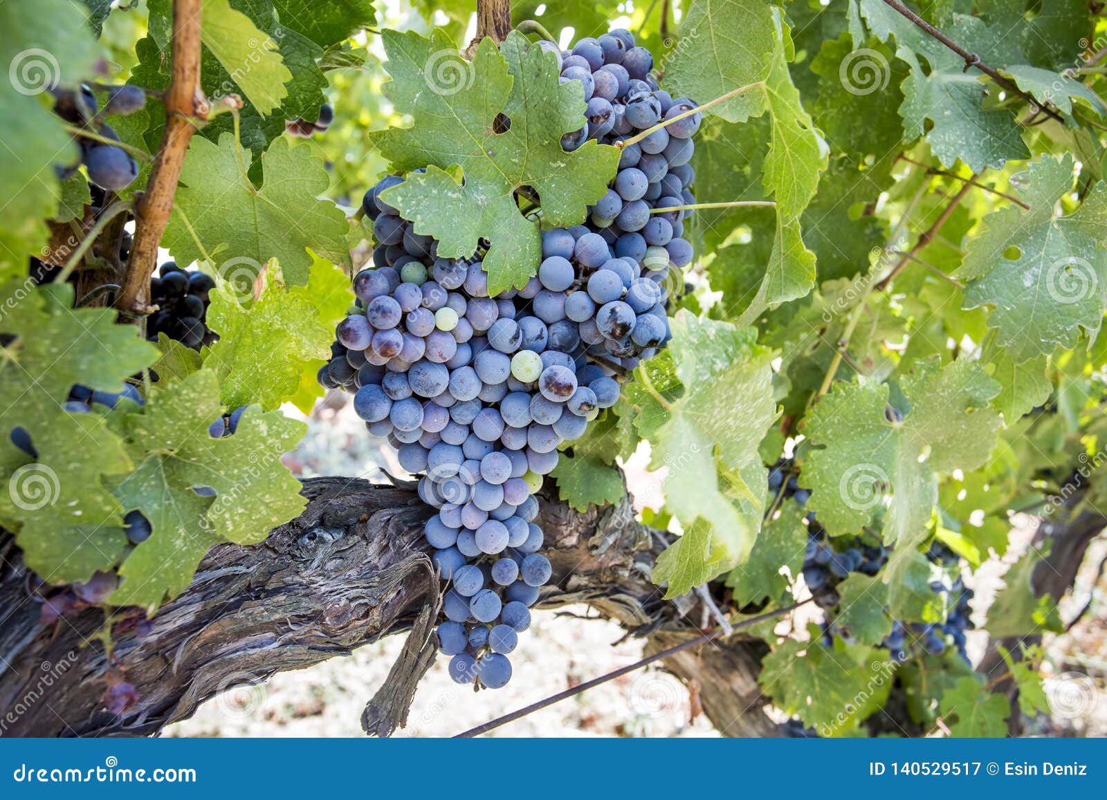 fresh organic grapes vineyards. buca / izmir / turkey