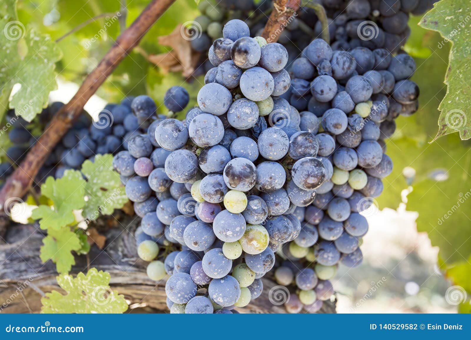 fresh organic grapes vineyards. buca / izmir / turkey