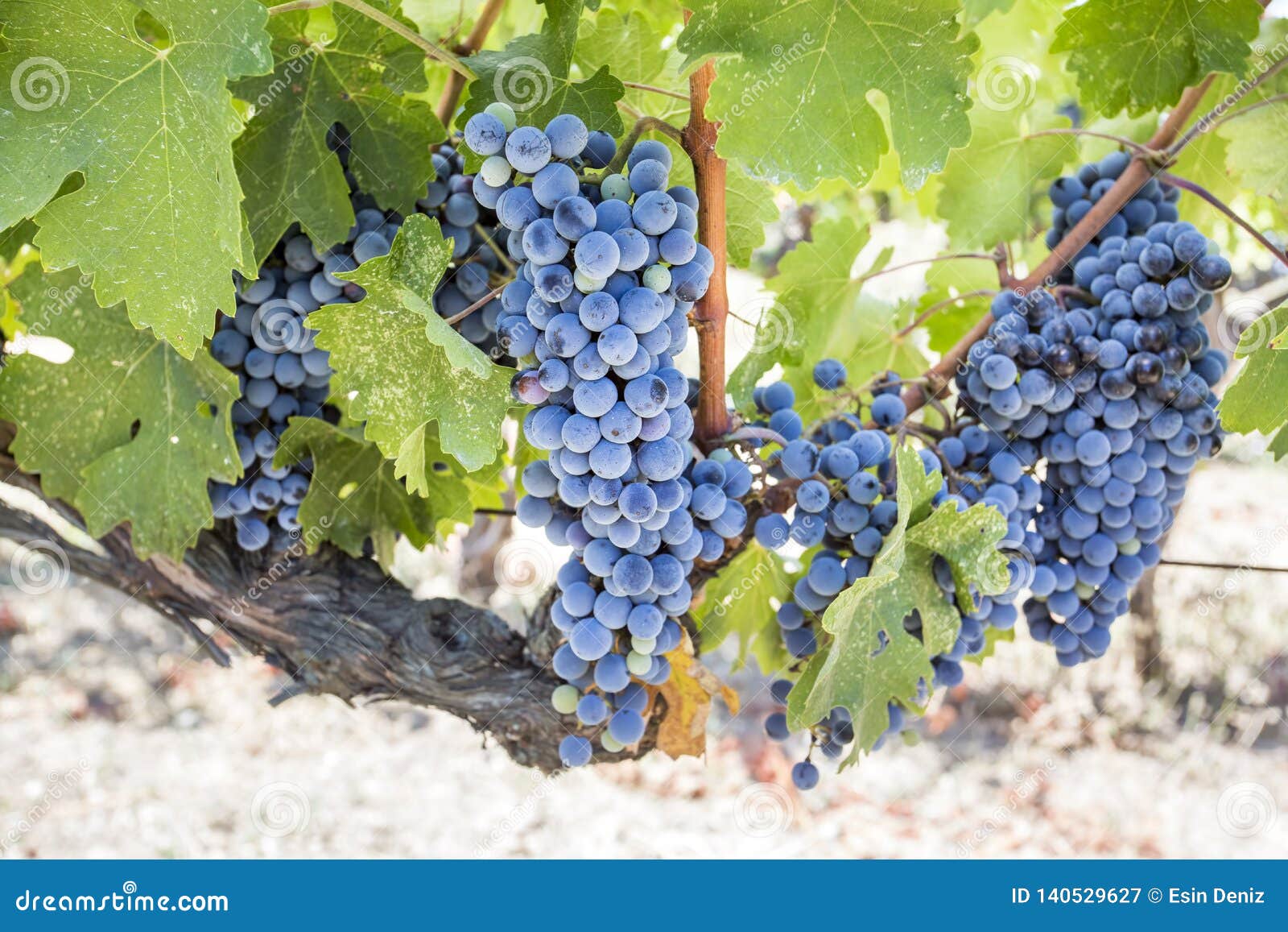 fresh organic grapes vineyards. buca / izmir / turkey