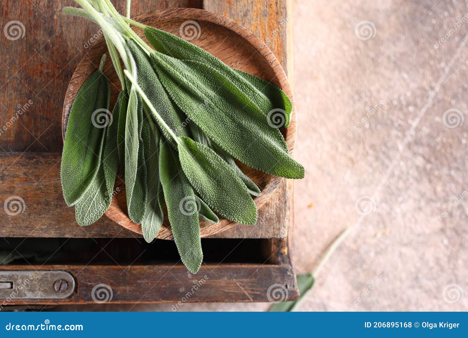 Fresh Organic Green Herb Sage Stock Photo Image of aromatic, healthy