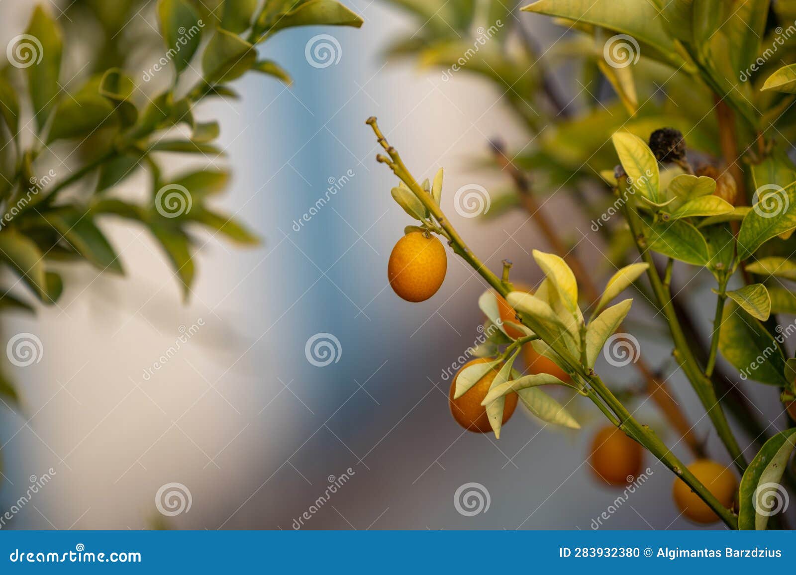 Fresh Organic Kumquats Ripen on the Tree Stock Photo Image of tree