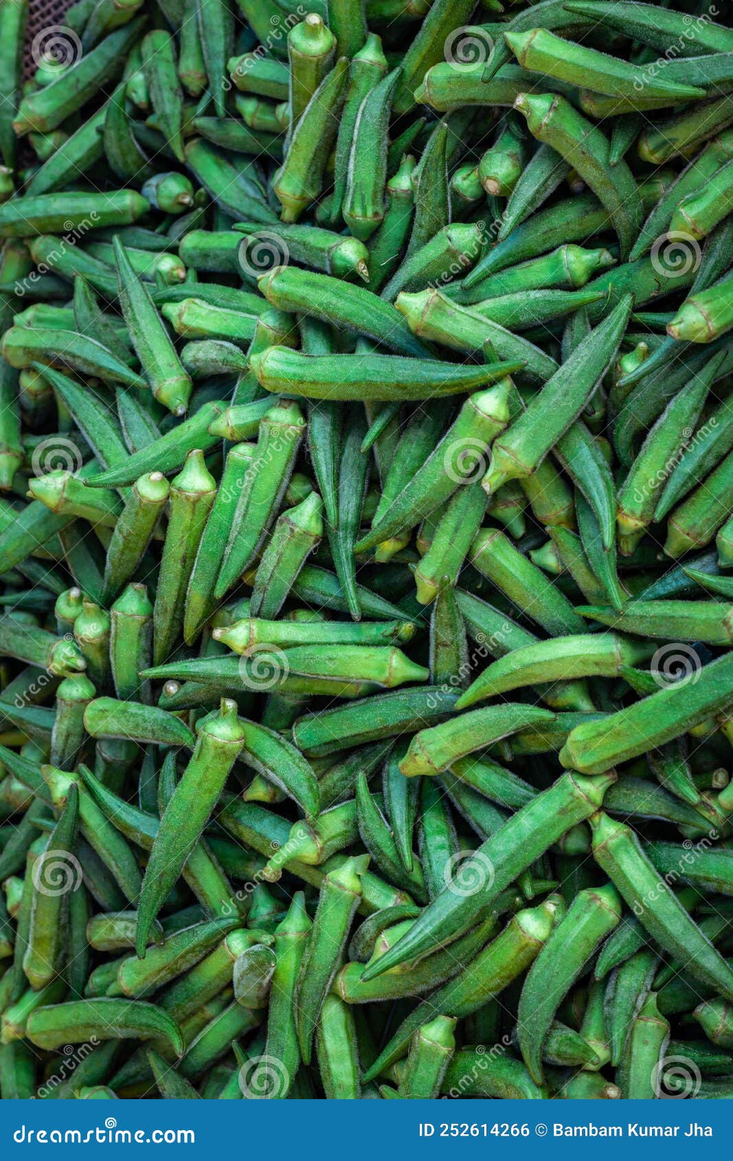 Fresh Organic Ladyfinger from Farm Close Up from Different Angle Stock