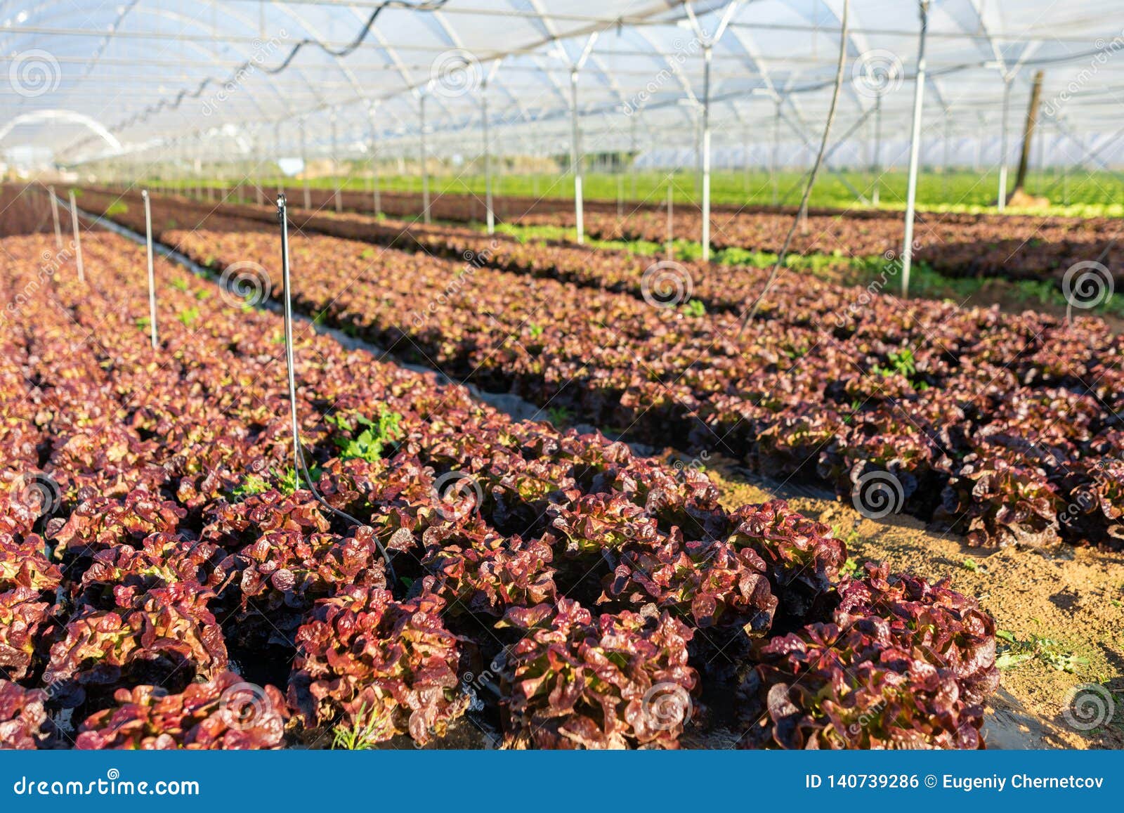 Fresh Organic Lettuce Seedlings in Greenhouse Outdoors Stock Photo