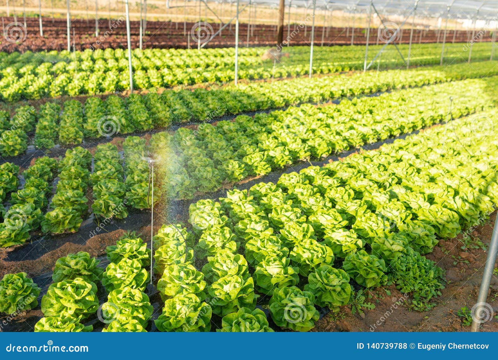 Fresh Organic Lettuce Seedlings in Greenhouse Outdoors Stock Photo
