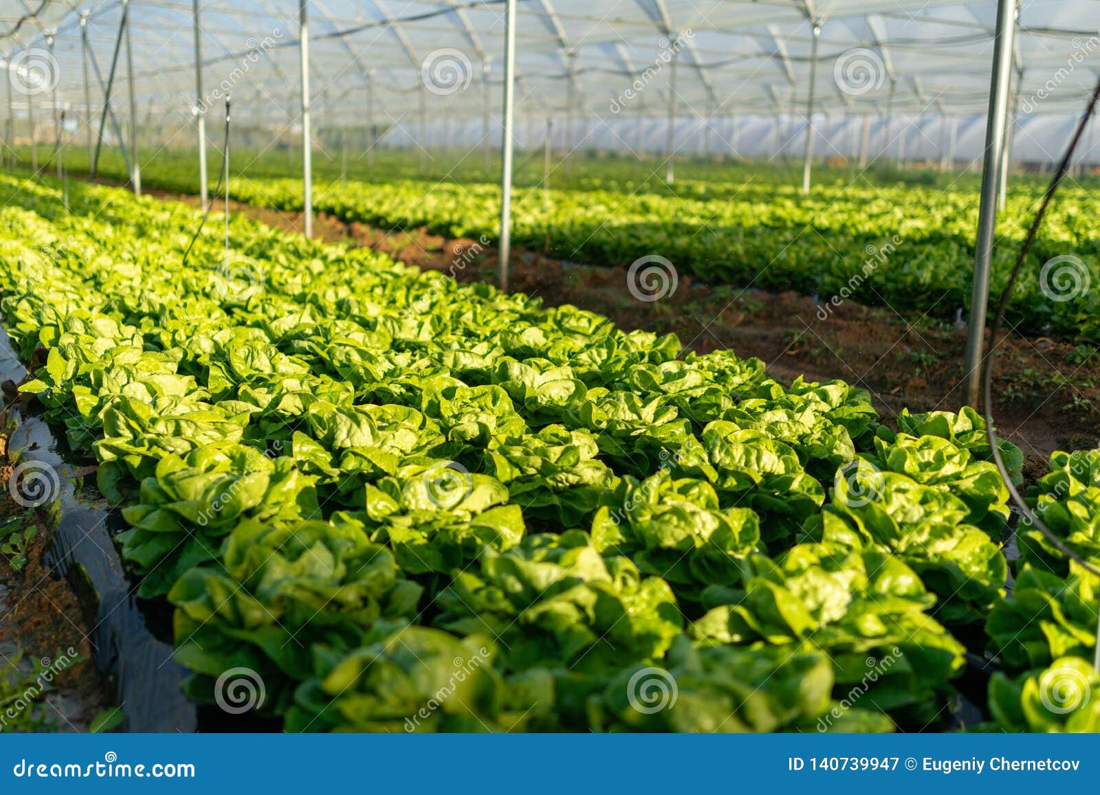 Fresh Organic Lettuce Seedlings in Greenhouse Outdoors Stock Image