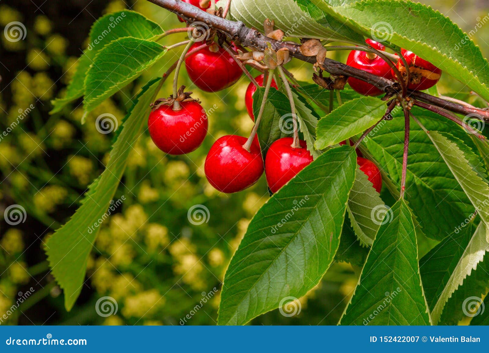 Fresh Organic Red Cherries with Stems. Stock Illustration