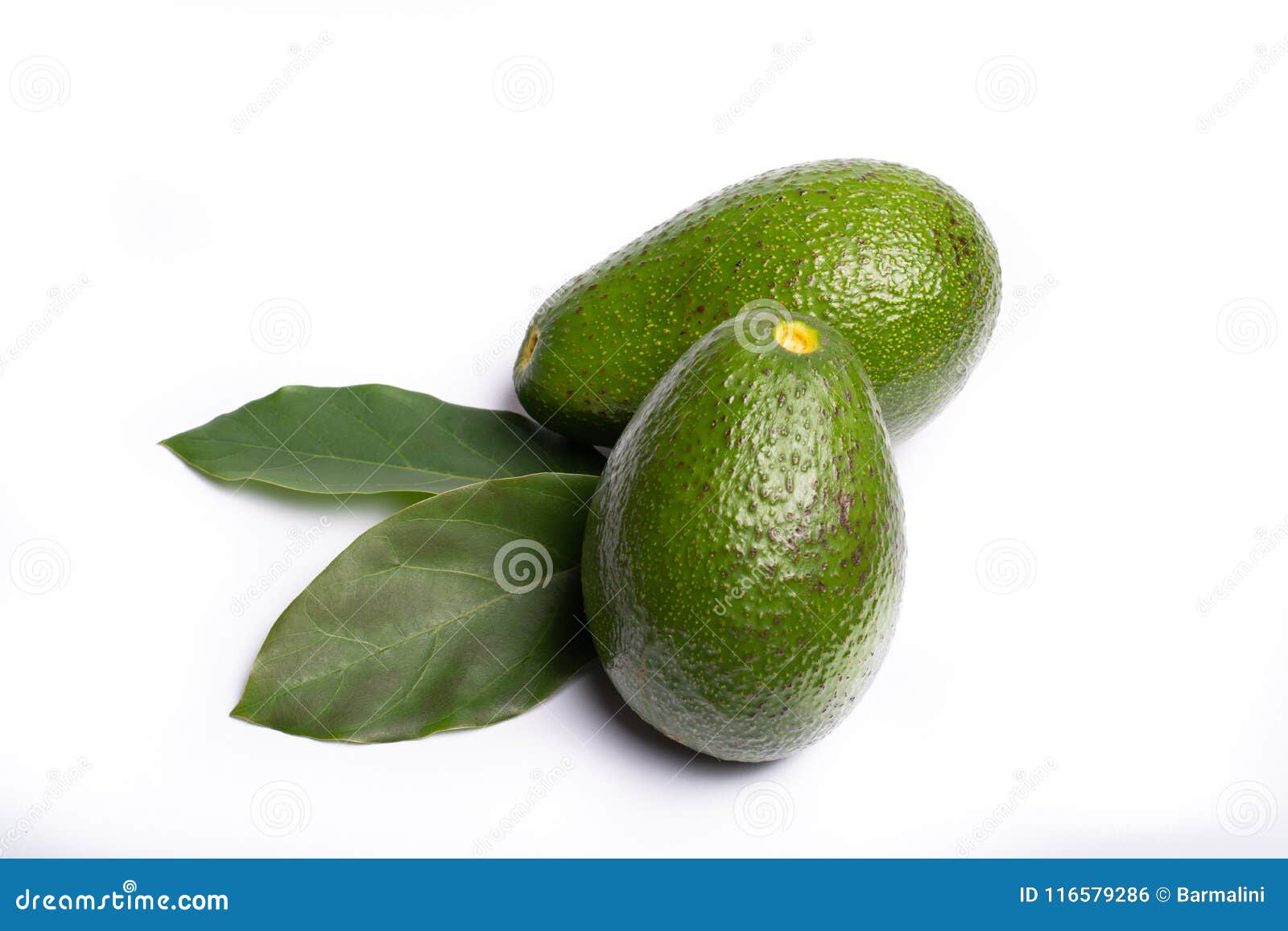 fresh organic ripe green fuerte avocado with leaves, copy space