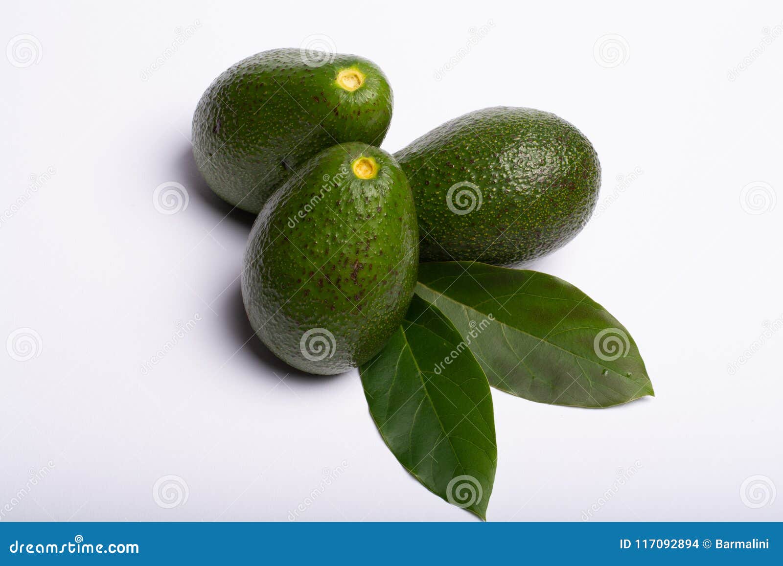fresh organic ripe green fuerte avocado with leaves, copy space