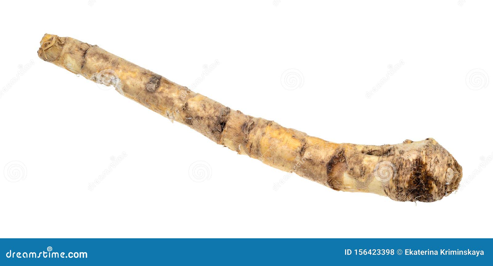 Fresh Organic Root of Horseradish Cutout on White Stock Photo Image