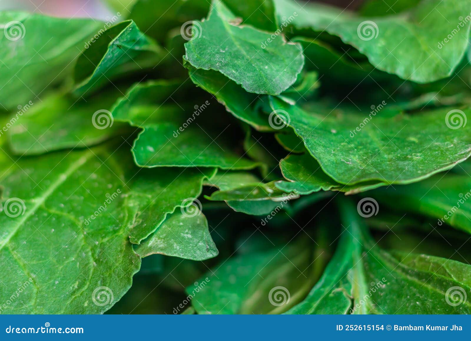 Fresh Organic Spinach from Farm Close Up from Different Angle Stock