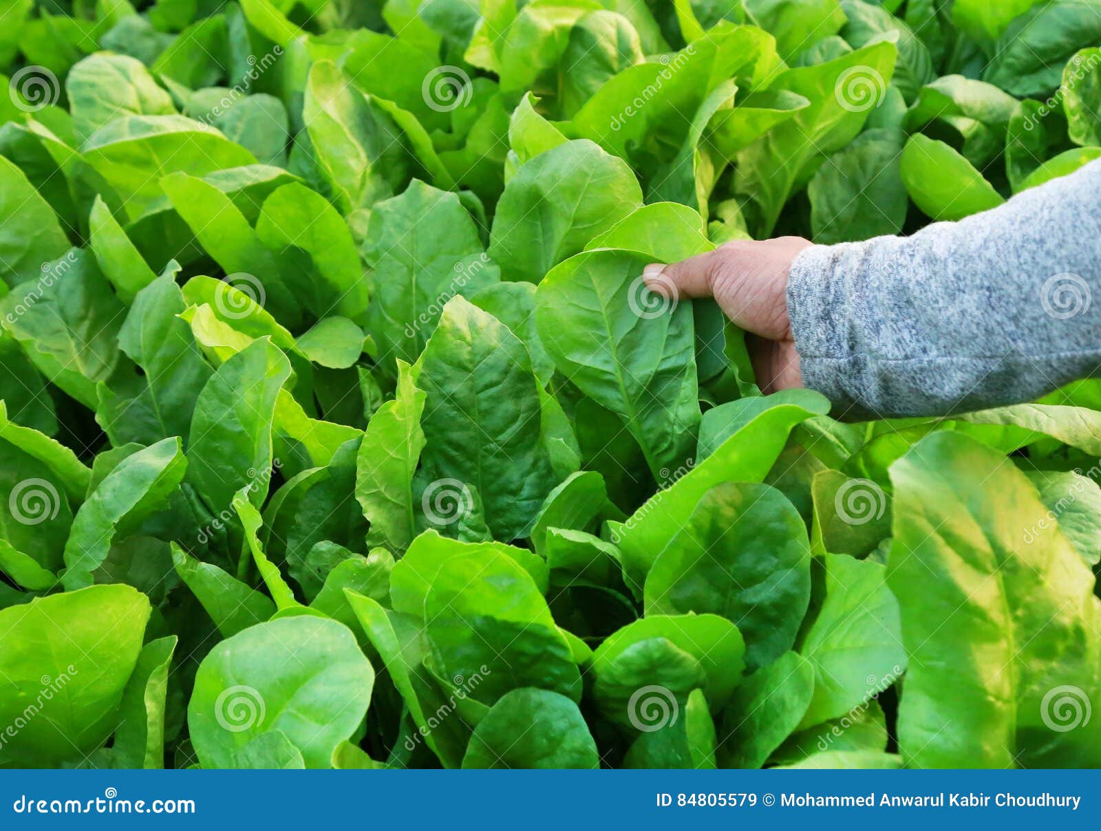 Fresh and organic spinach stock image. Image of holding 84805579