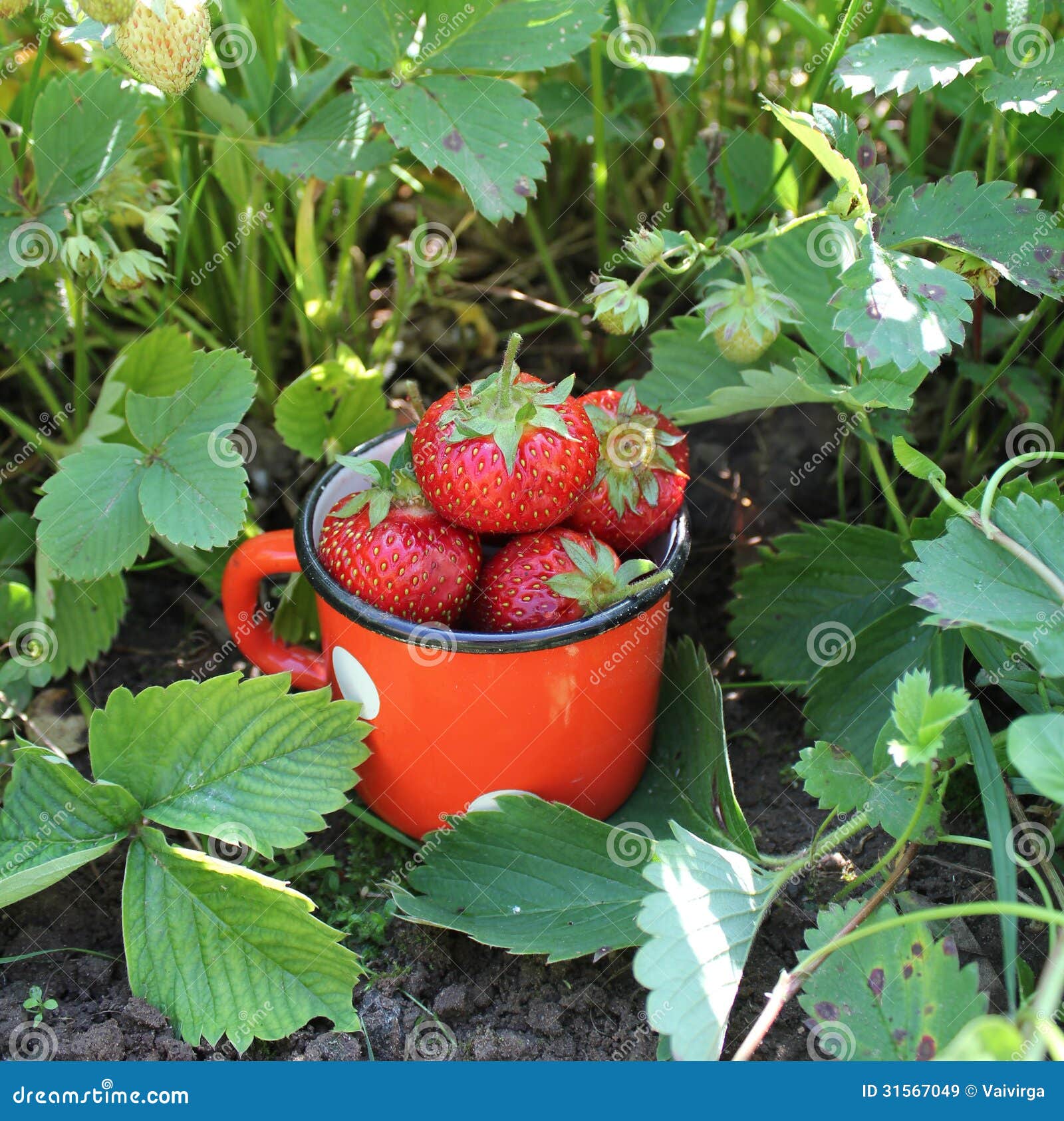 Fresh organic strawberries stock image. Image of eating 31567049