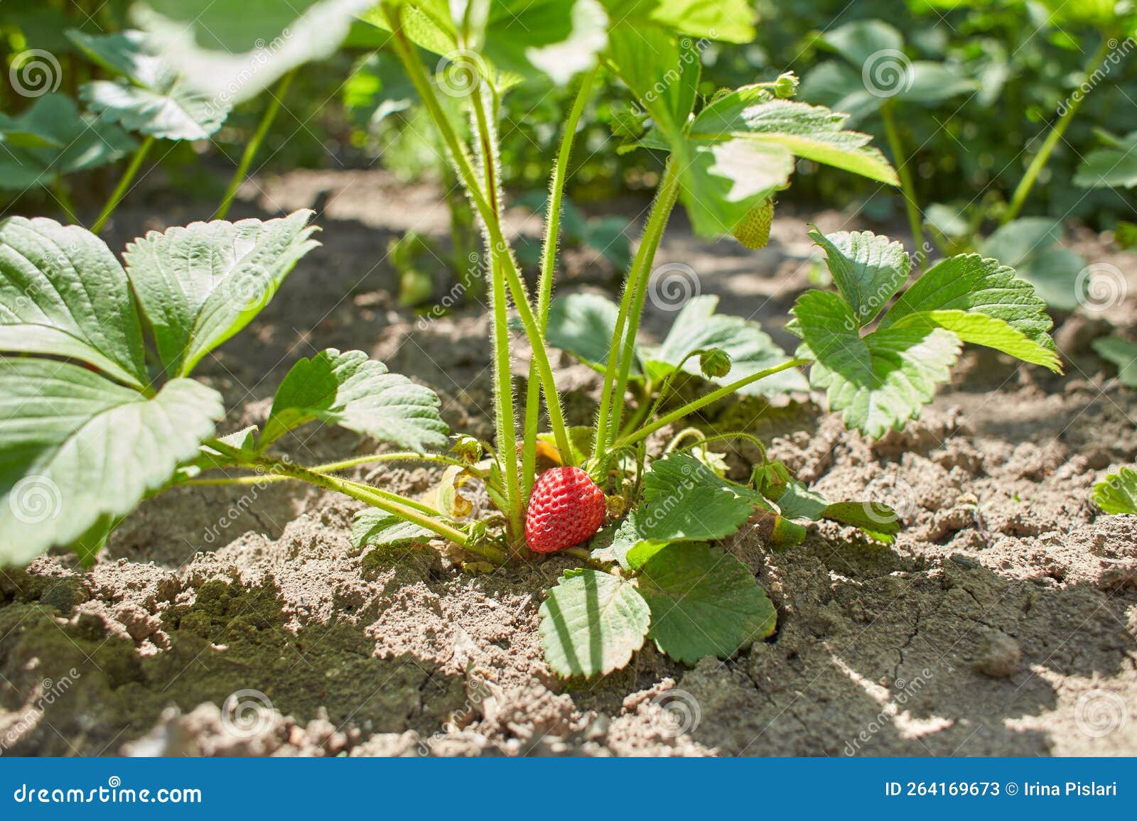 Fresh Organic Strawberries Growing in the Garden in the Summer Stock