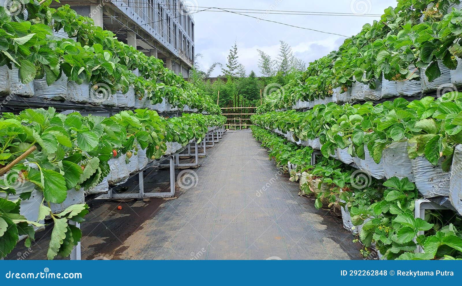 Fresh Organic Strawberry Grown Using Soil Bag in the Garden Stock Photo