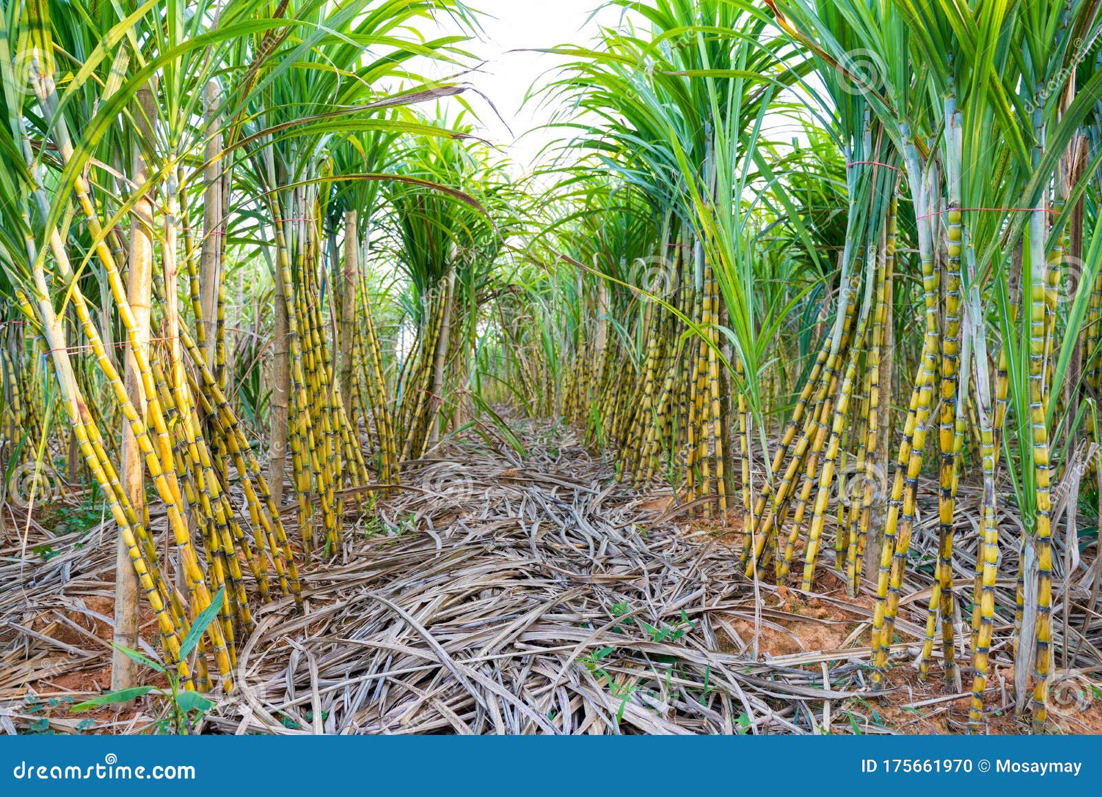 Fresh Organic Sugarcane in Garden Stock Photo Image of gardener