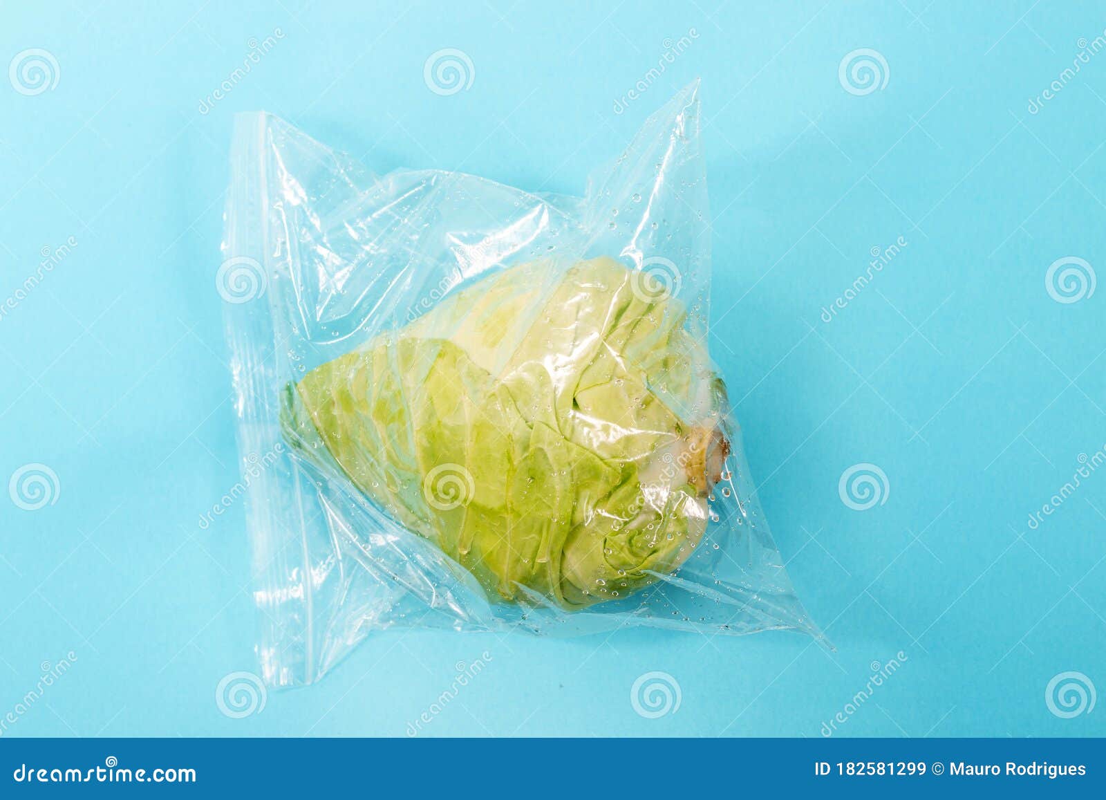 Fresh Organic Vegetable Cabbage Stock Image Image of garden, healthy