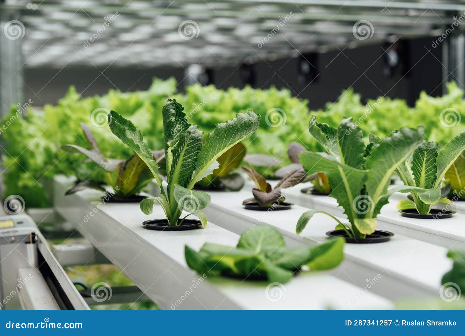Fresh Organic Vegetable Grown Using Aquaponic or Hydroponic Farming