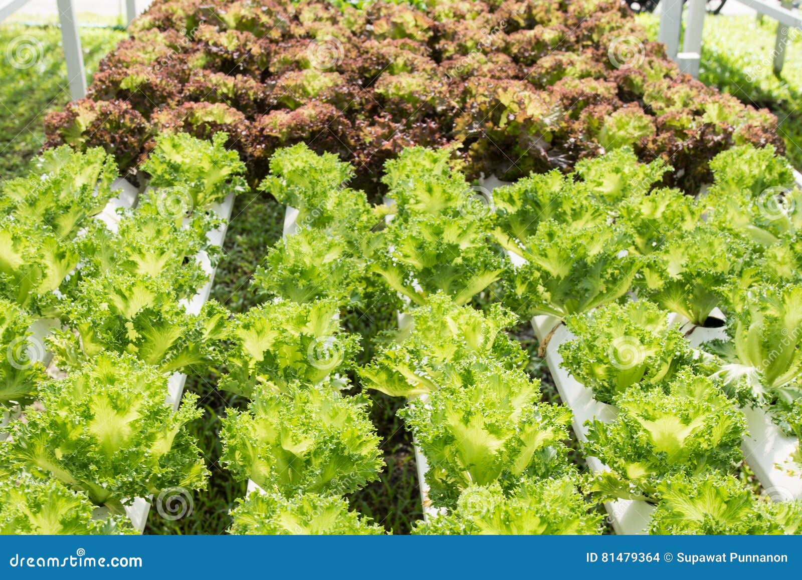 Fresh Organic Vegetable in Hydroponic Vegetable Field.Plants Wit Stock