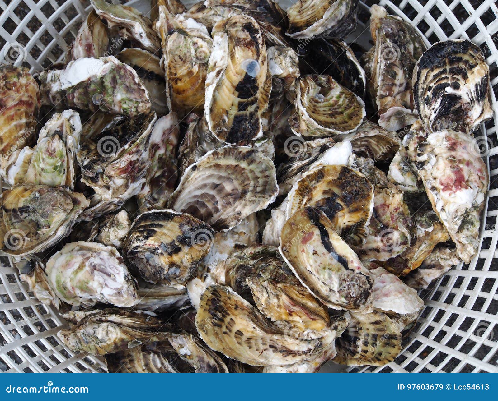Fresh oyster in basket stock image. Image of nutrition 97603679